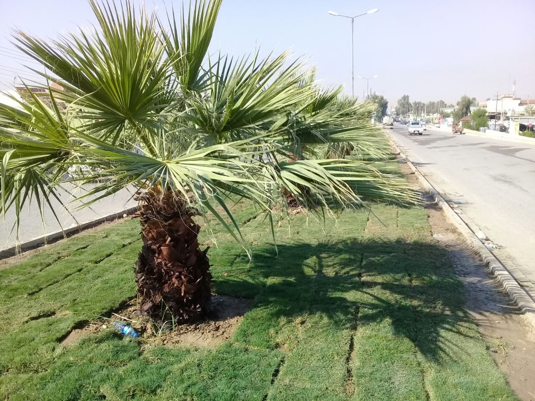 صور: بلدية آلتون كوبري طردت الكلاب السائبة من الجزرة وفرشت “الثيل”