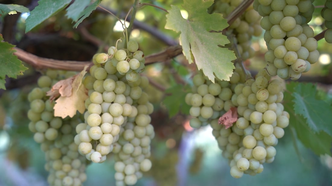 Academic grows six grape varieties using water-saving methods, opens farm to fellow growers