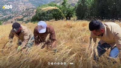 كشتوكاڵى سلێمانى: گه‌نم چاندن له‌سه‌ر زه‌وى شاره‌وانى سه‌رپێچیكردنه‌