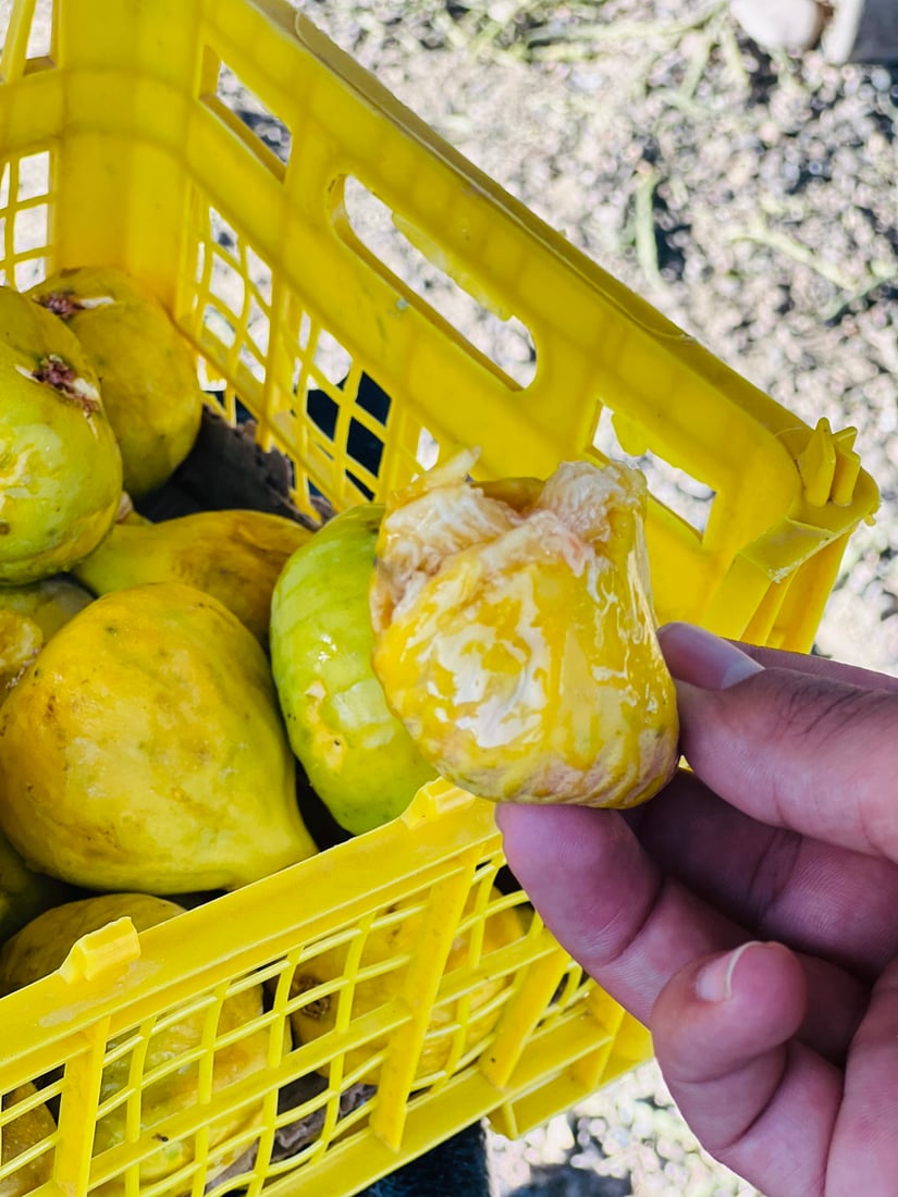 هەنجیری قەرەناو و ئۆمەرمەندان بۆ ناوچەکانی عێراق دەچێ