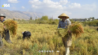 جوتیاران گرێبەستە کشتوکاڵییەکانییان دەکرێت بە ناوی خۆیانەوە