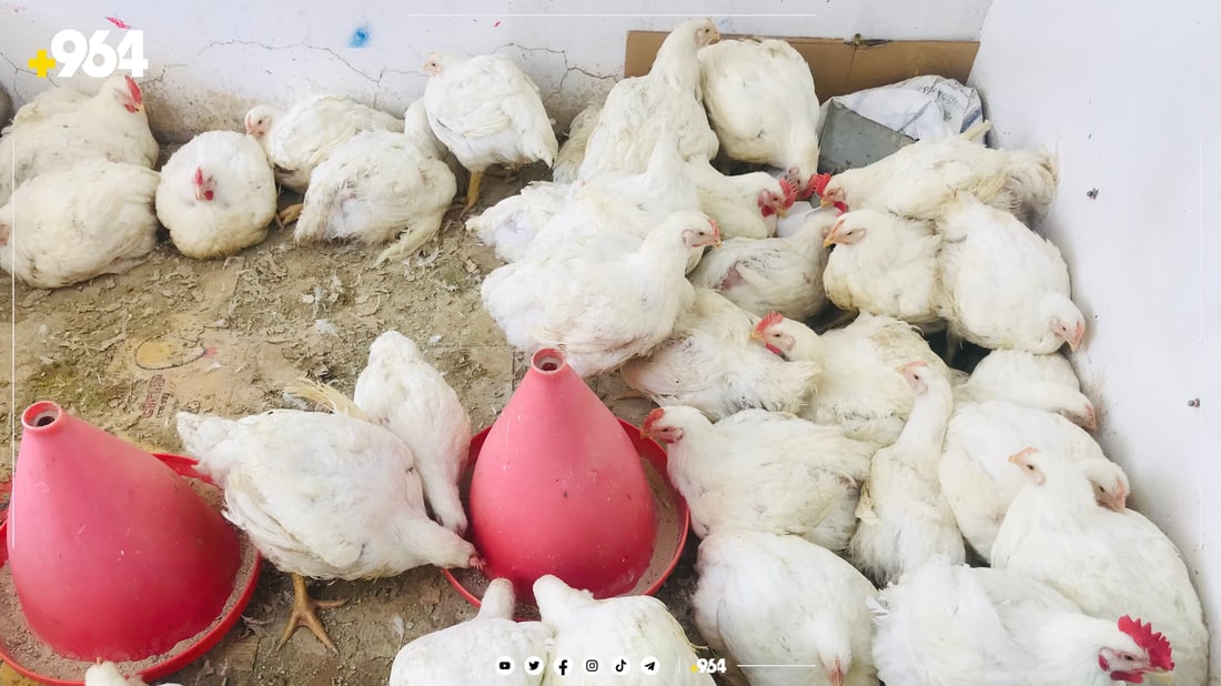 فرۆشیارێکی مریشک: ئێستا فرۆشمان نیو هێندەی جارانە