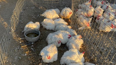 مریشک کیلۆی 750 دیناری چووە سەر