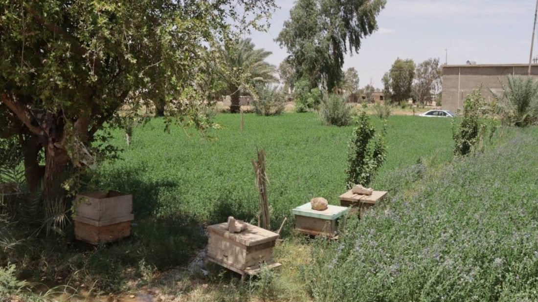 عسل البغدادي في ذروة الموسم.. 5 أصناف طبيعية يفضلها المرضى وكبار السن (صور)