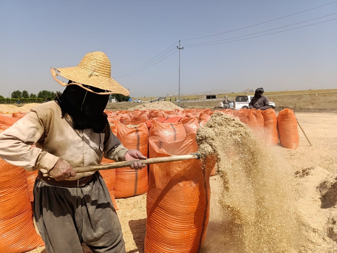 سووتاندنى جاره‌ گه‌نمه‌كان نرخى “كا”ـی به‌رزكرده‌وه‌