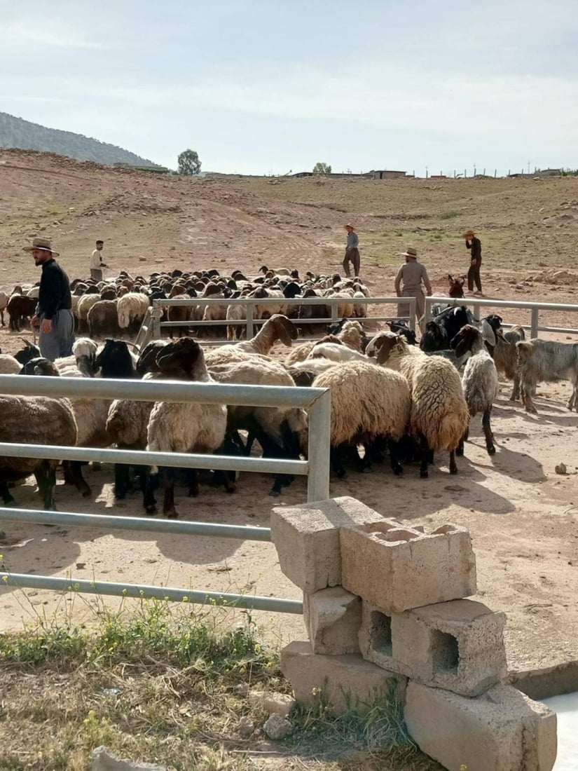 وەزارەتی کشتوکاڵ هەڵمەتێکی بۆ پشکنینی شوێنی بەخێوکردنی ئاژەڵ دەستپێکرد