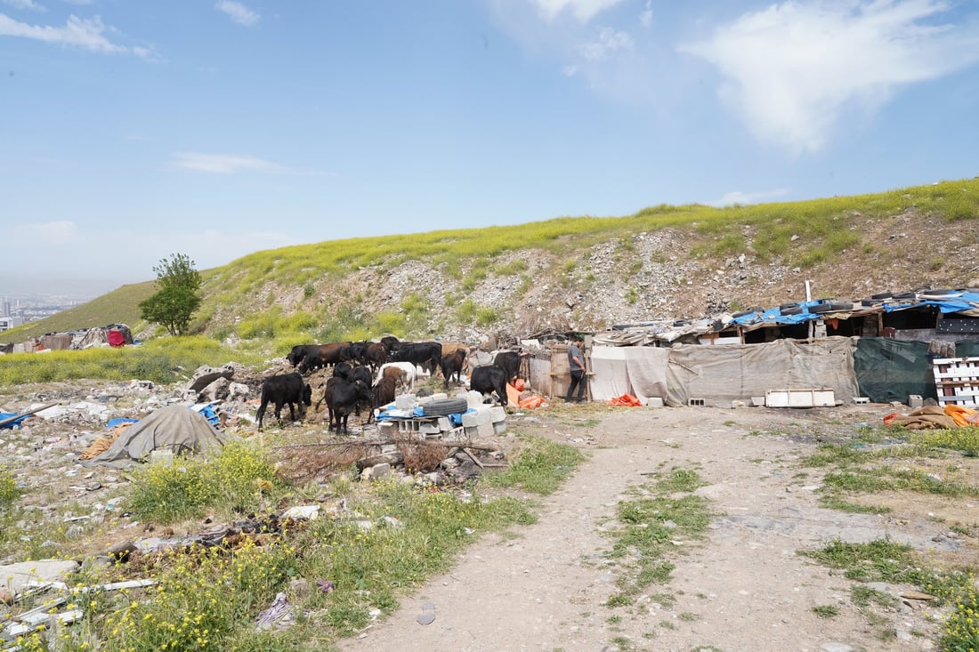 شارەوانی سلێمانی ژمارەیەک گەوەڕ لە دەورووبەری شار لادەبات