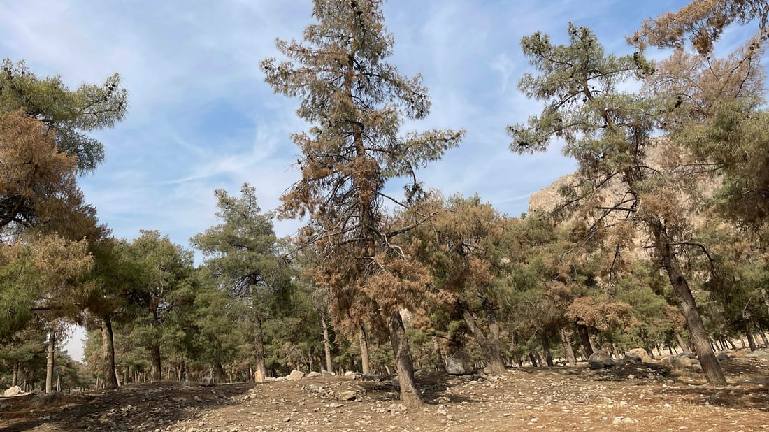 Thousands of trees dry out in Raparin forests as drought and neglect take toll