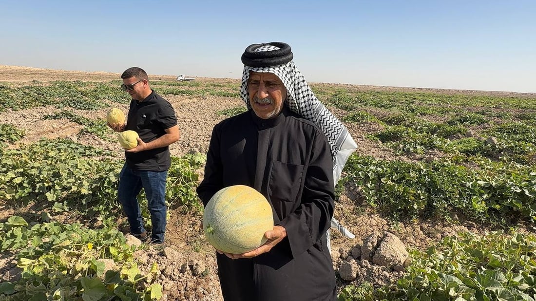 فيديو: بطيخ ذي قار ينقذ الشط الميت في البصرة ومحصول 