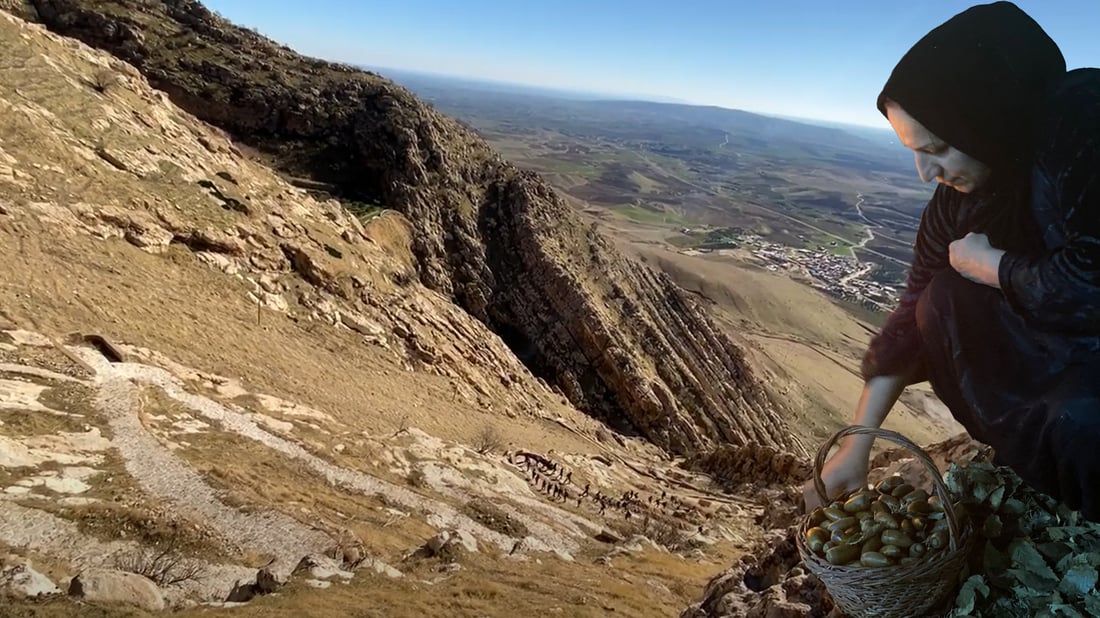 ژنێكی شیلادزێ 4000 به‌ڕوو بۆ سه‌وزكردنى چیاى مه‌قلوب دابین ده‌كات