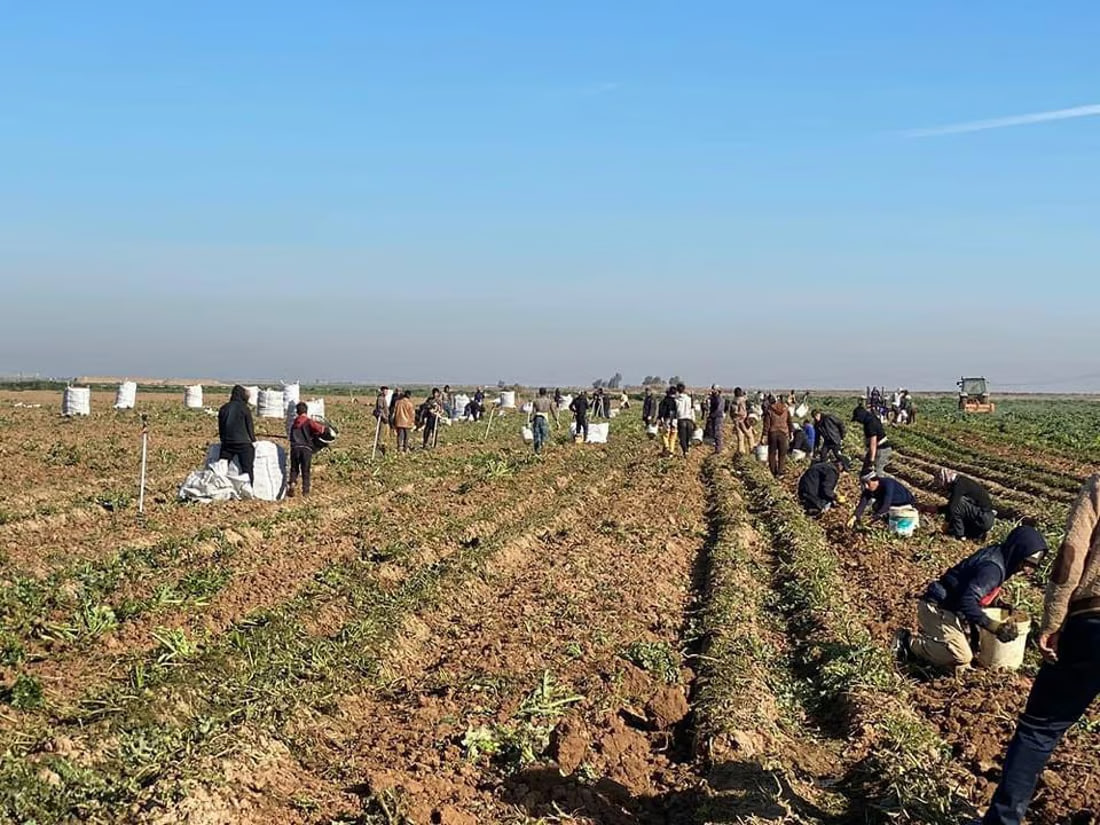 Diyala’s promising potato harvest reaping high yields