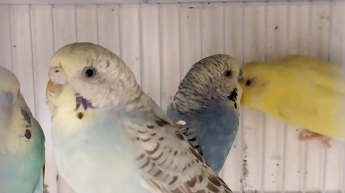 Lovebirds as New Year’s gifts in Al-Qa’im