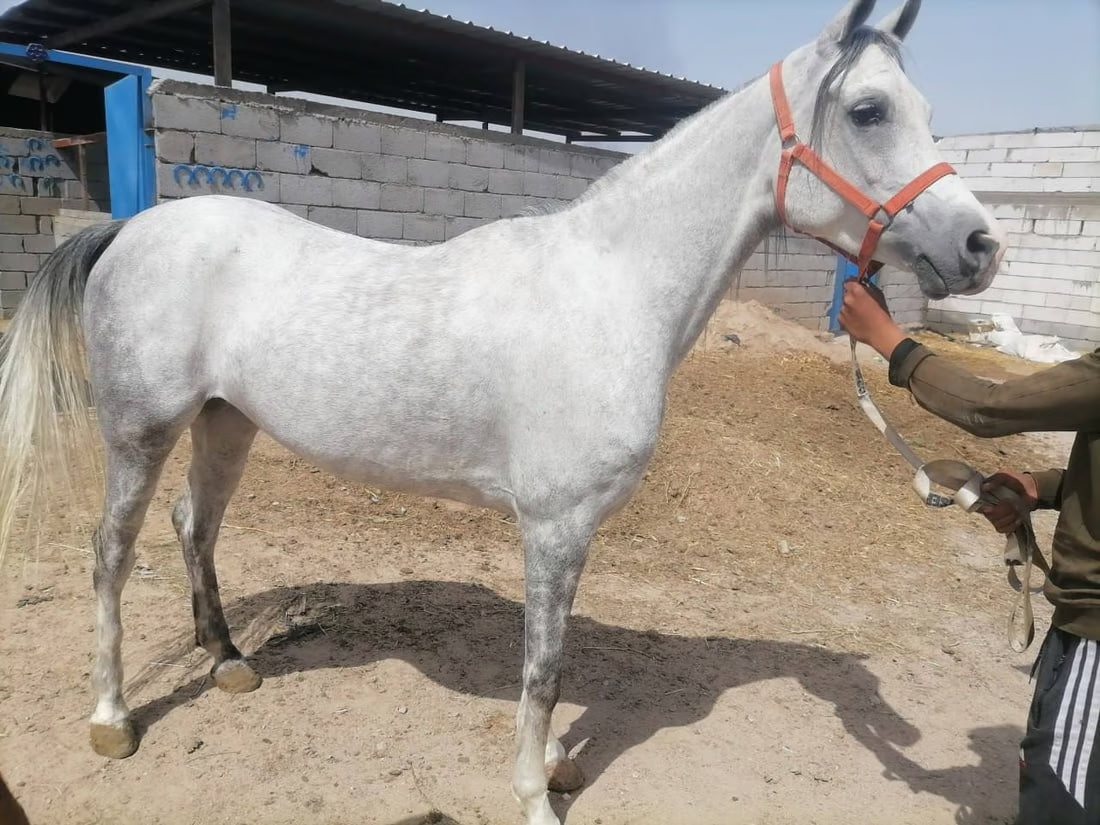 Basra equestrian committee aims to lift international ban