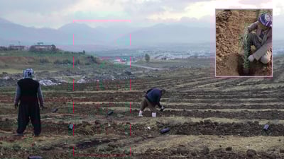 “جوتیار رێگە نادەن دارستانێک لە قەڵادزێ دروست بکرێت”