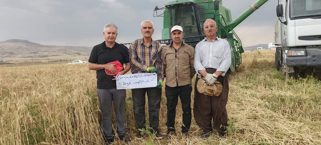 السليمانية تبتكر نوعين من الحنطة وبغداد تصدق ذلك.. مقاومة للجفاف والرطوبة أيضاً