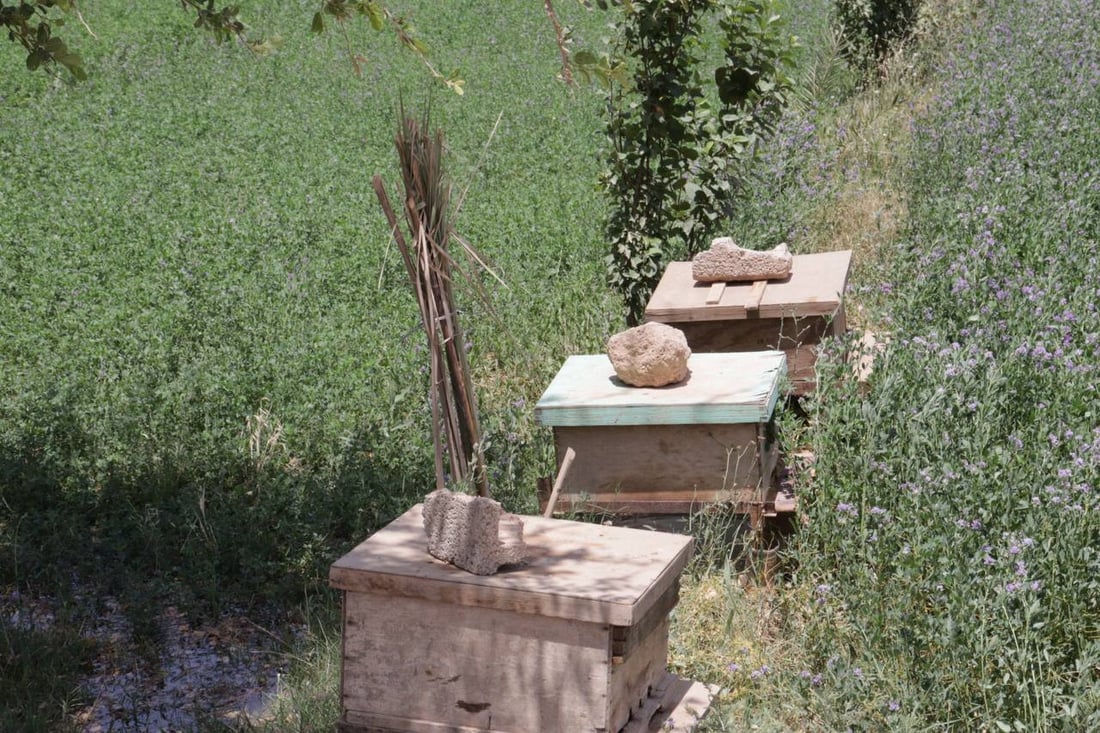 عسل البغدادي في ذروة الموسم.. 5 أصناف طبيعية يفضلها المرضى وكبار السن (صور)