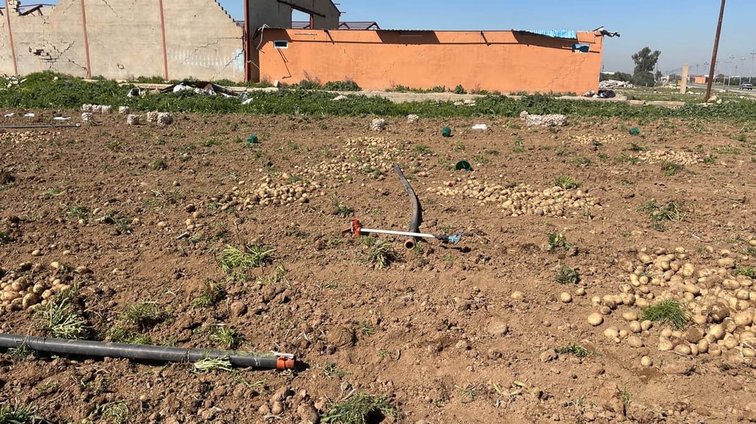 جوتیارانی باشیک هاواریان لێ هەڵساوە دەڵێن “بەرهەمی پەتاتە لەبازاڕ پارە ناکات”