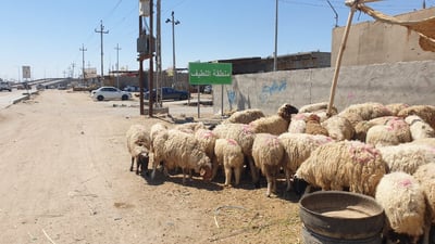 صور: الهارثة منزعجة من بيع الخراف في الشارع.. والقائمقام يشرح المشكلة لـ 964