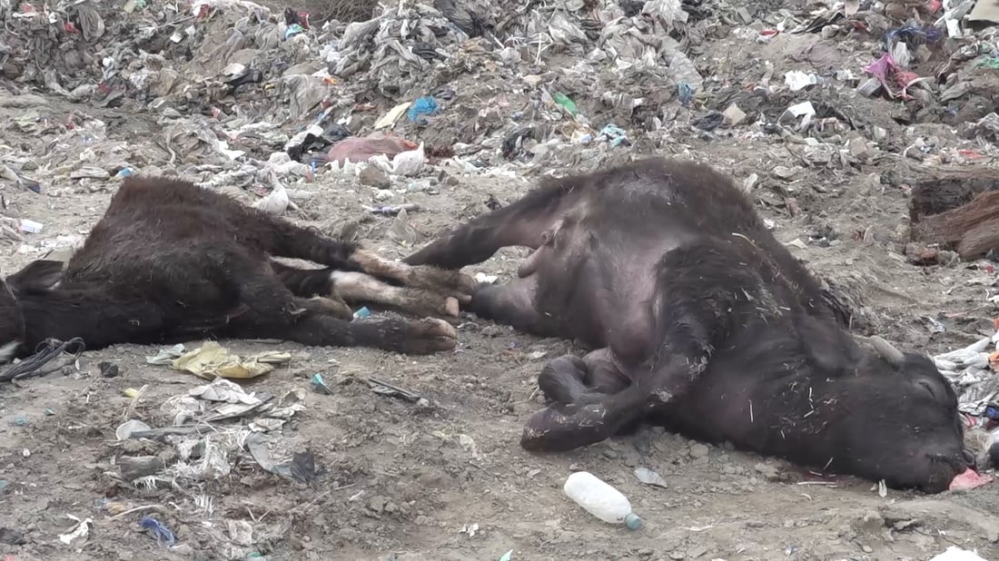 الصحة في تصريح مخالف لتطمينات وزير الزراعة: “القلاعية” قد تنتقل إلى الإنسان