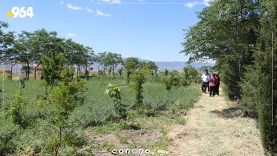 لە سلێمانی کشتوکاڵکردنی سروشتی دەبووژێندرێتەوە