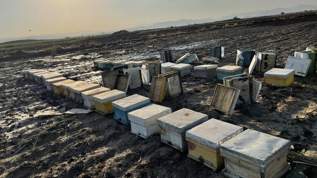 “یه‌كه‌م بارانى پاییز زیانى به‌ هه‌نگه‌كانم گه‌یاند”