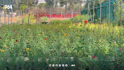 لە ناوەڕاستی ئەم مانگەوە نەمامێک بە 500 دینار بکڕە