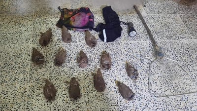 لە بازگەیەک سێ راوچی دەستگیر کران