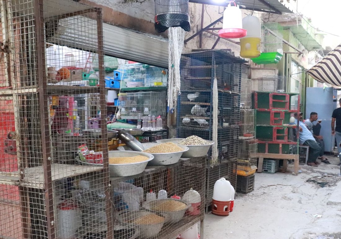 نظرة على أسعار الطيور في كربلاء من أحد أقدم “مطيرجية” طويريج (صور)