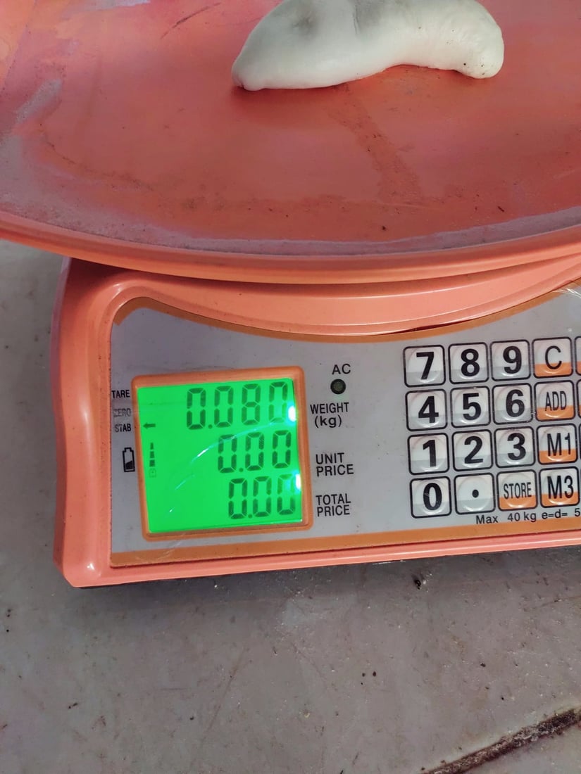 سەمونخانەیەک لە رانیە داخرا و خاوەنەکەشی لێپێچینەوەی لەگەڵدا دەکرێت