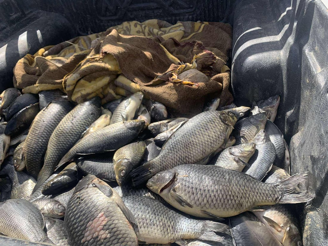 تۆنێک قەیسی وشککراوی کرم لێدراو و 150 کیلۆ ماسی خراپبوو دەستیان بەسەرداگیرا