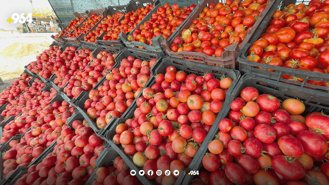 تەماتە پەمەییەکەی شارەزوور بۆ برژاندن و تەشریب بەرناکەوێت