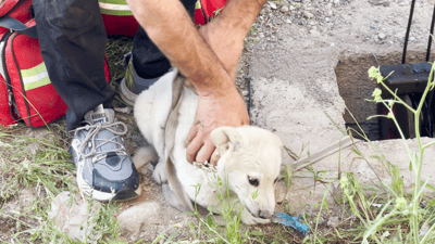 دوای سێ رۆژ بێچووە سەگێک لە بیرێک دەرهێنرا