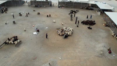 شاهد: علوة مواشي السليمانية فارغة.. ذعر من النزفية رغم تطمينات الحكومة