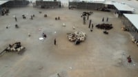 شاهد: علوة مواشي السليمانية فارغة.. ذعر من النزفية رغم ت...
