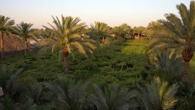 شاهد: عنب الكوت نجح لأول مرة.. لم نتوقع أن يثمر مثل صلاح الدين!