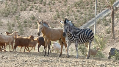 ئاژەڵە دەگمەنەکەی باخچەی ئاژەڵانی هەولێر گەورە بووە