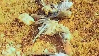 Poisoning of Mosul Dam waters kills scores of wildlife