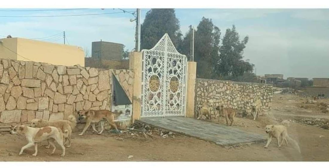 كلب يعض طفلا في وجهه.. انتشارها يهدد العمال في حديثة (صور)