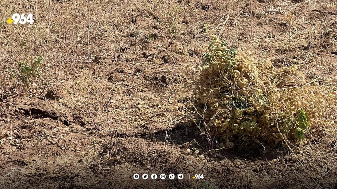 صور: حصاد عقرة من الحمّص بأنواعه الثلاثة.. 600 طن مراكشي وسوري ومحلي