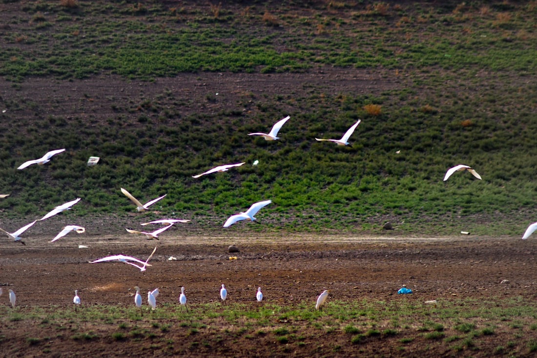 964 به‌دواداچوون بۆ له‌ناوچوونى سه‌دان ماسی له‌ ئاوى سیروان ده‌كات