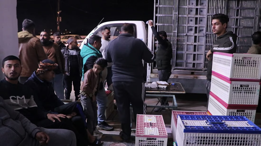 Annual racing competition for homing pigeons kicks off in Kut
