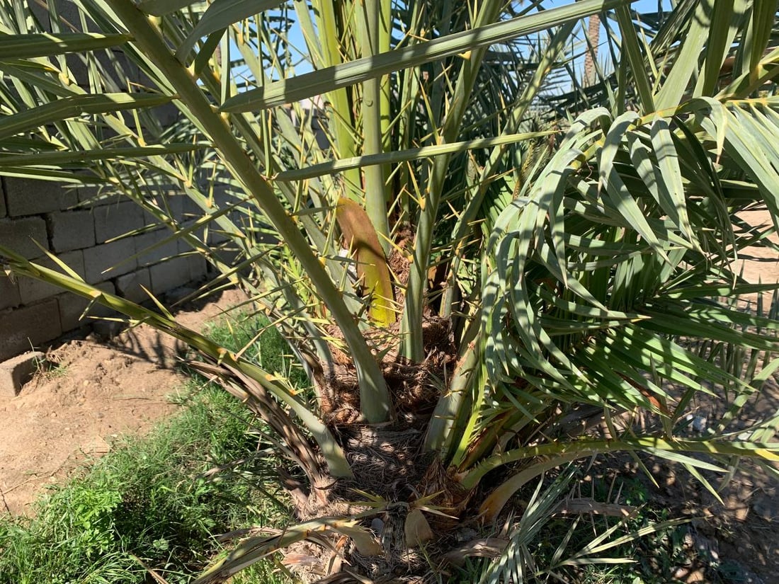 النخيل أصبح طويلاً والفلاح يتهرب من رعايته: لن نتسلق 20 متراًً في أبو غريب