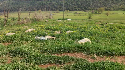 بەهۆی نەخۆشیەکەوە 100مەڕ و بزنی پرۆژەیەکی کومەڵگەی  هێتوت مردار بوونەتەوە