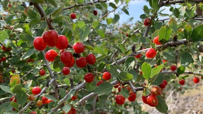 بۆ لێکردنەوەى بەڵاڵووک هاوڵاتیان رویان لە ناوچە شاخاوییەکان کردووە