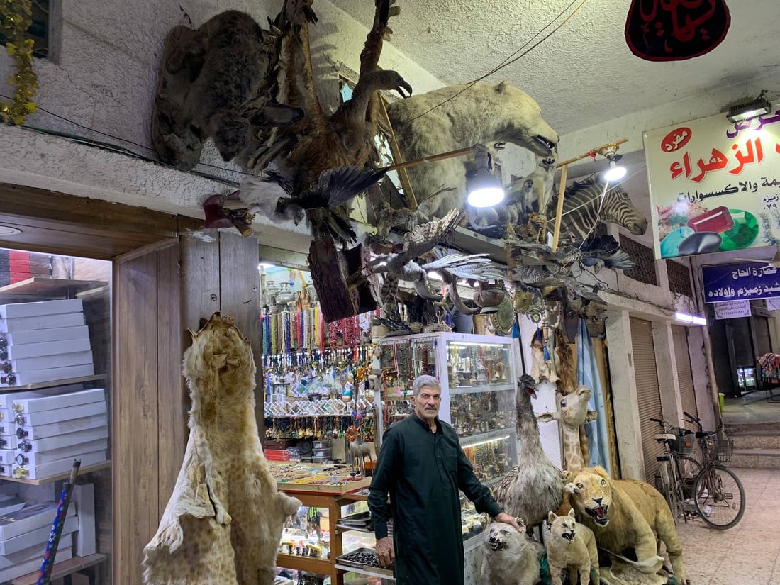 أسد ودب قطبي وأرخصها الهدهد.. الكربلائي تعلم التحنيط واشتهر في كّل العراق (صور)