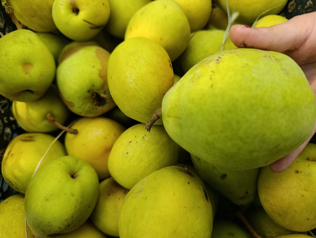 طبخ مربى “العرموط” بدأ وموائد الخريف تحتفل بقطاف وفير على سفوح أربيل
