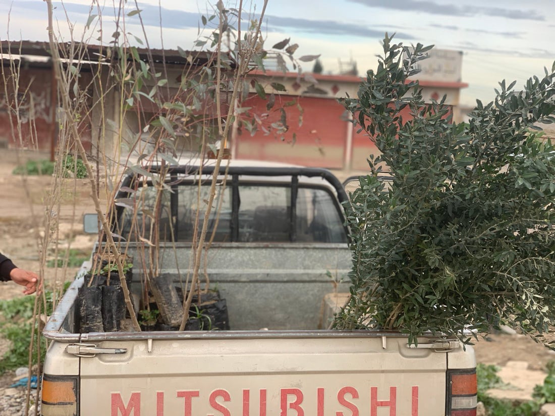 ميتسوبيشي ثامر طه تتجول بين بيوت ربيعة مع أشجار السفرجل والزيتون والحمضيات (صور)