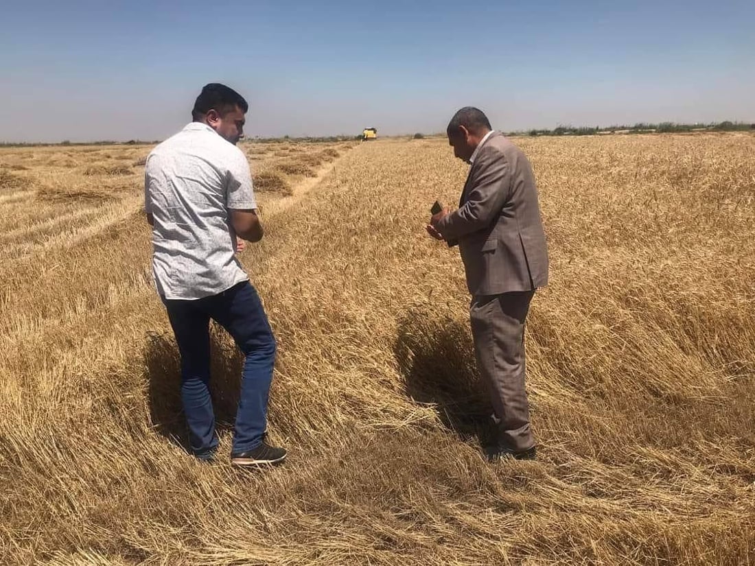 من الدبوني يبدأ حصاد الحنطة في واسط.. الزراعة “الهرفية” تنهي الموسم بنجاح (صور)