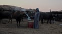 Marshes vanish and buffalo herders struggle as drought deepens in Iraq’s Al-Mashrah