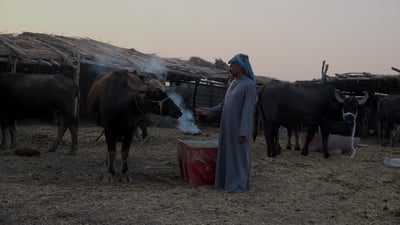 Marshes vanish and buffalo herders struggle as drought deepens in Iraq’s Al-Mashrah